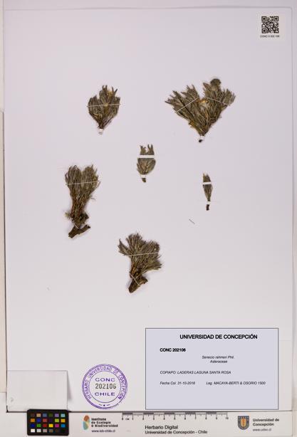 Senecio rahmeri [Espécimen: UDEC:CONC:0202106]