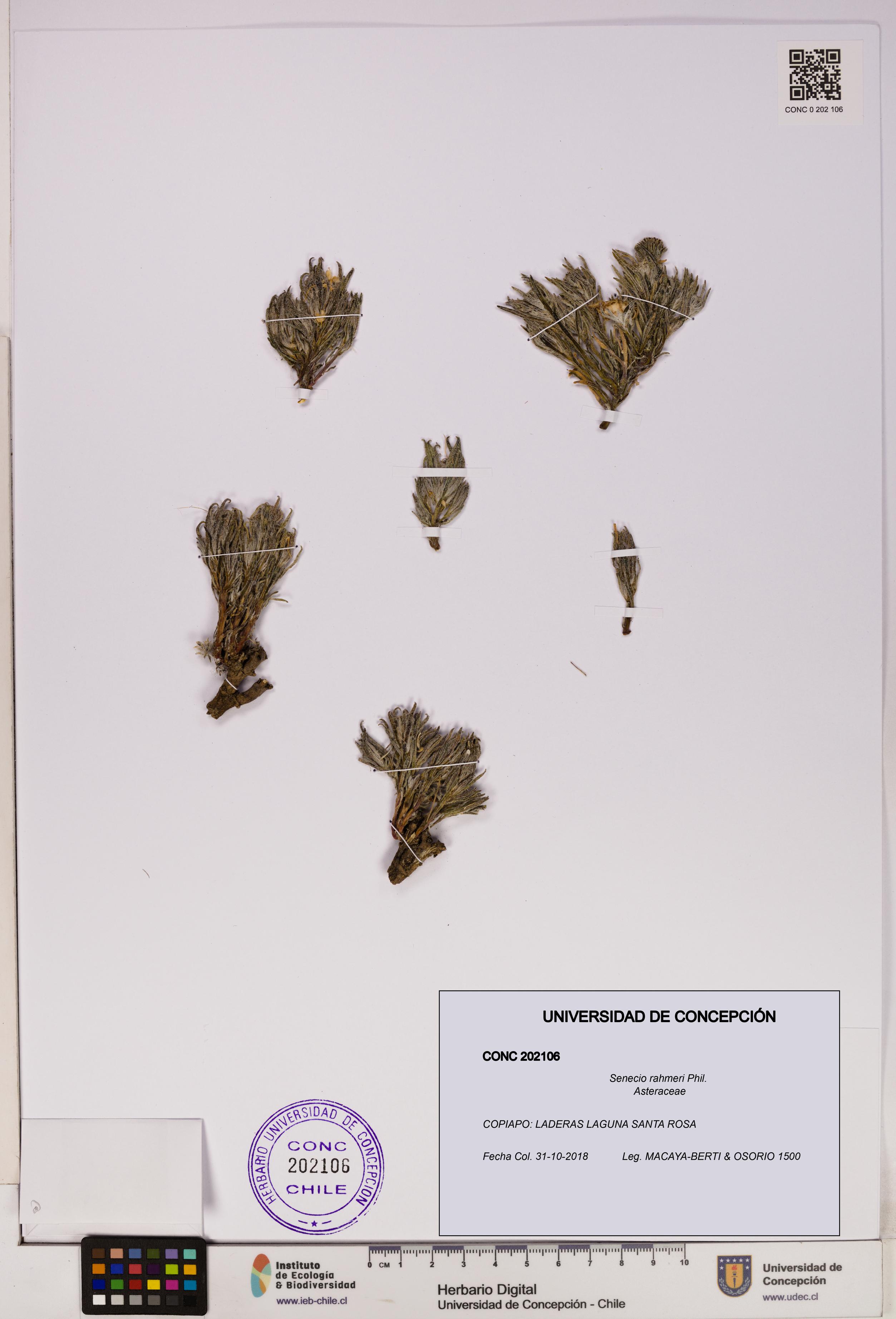 Senecio rahmeri [Espécimen: UDEC:CONC:0202106]