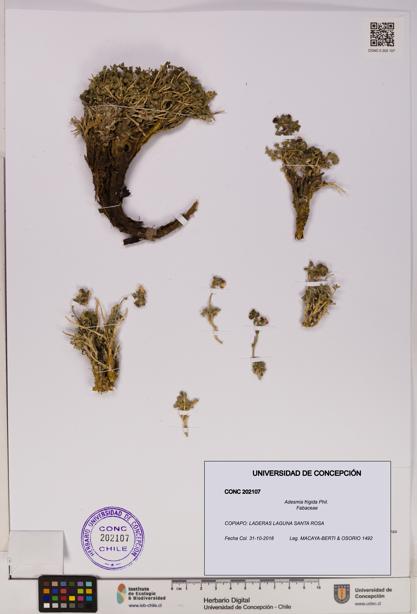 Adesmia frigida [Espécimen: UDEC:CONC:0202107]