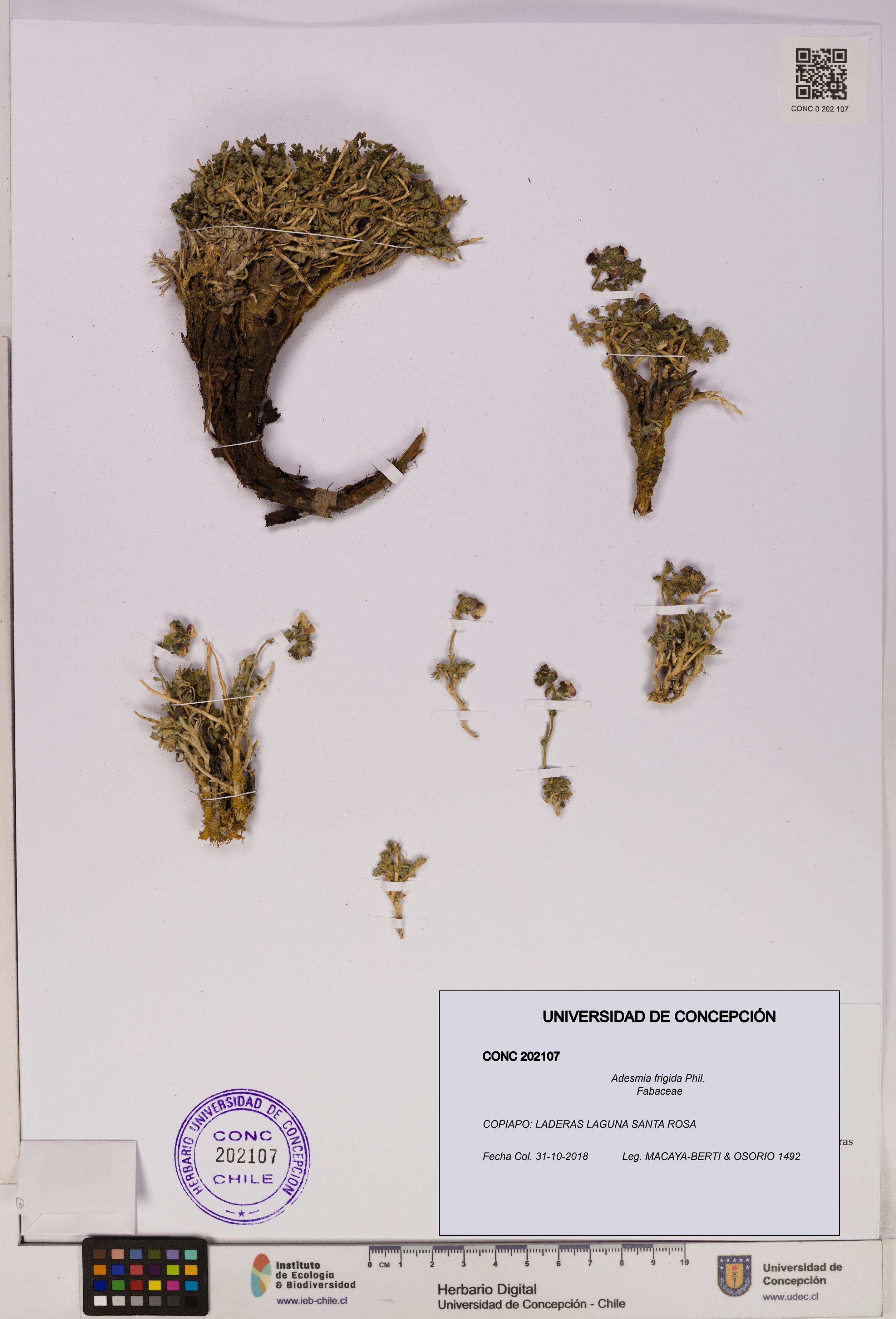 Adesmia frigida [Espécimen: UDEC:CONC:0202107]