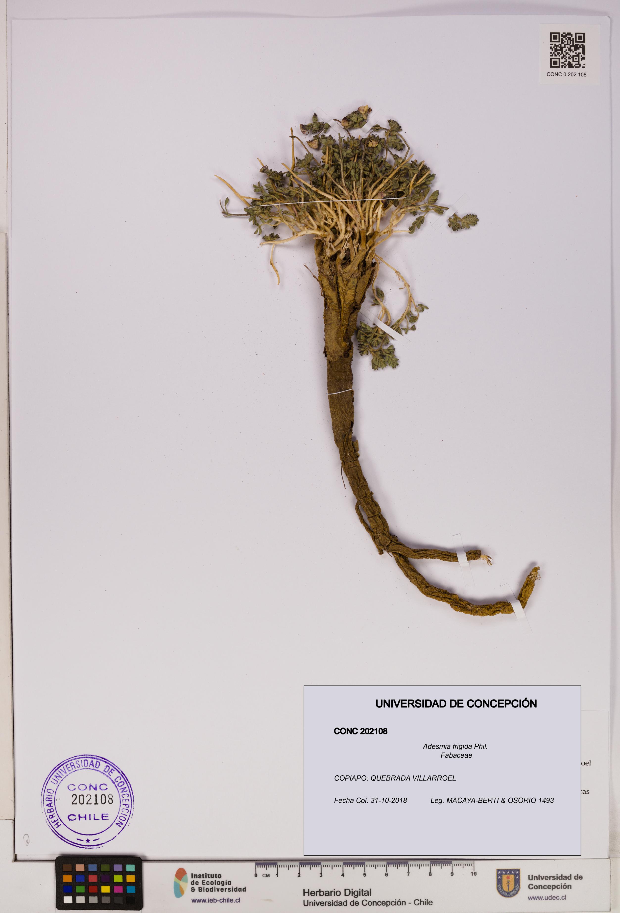 Adesmia frigida [Espécimen: UDEC:CONC:0202108]