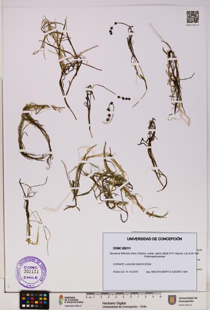 Stuckenia filiformis subsp. alpina [Espécimen: UDEC:CONC:0202111]