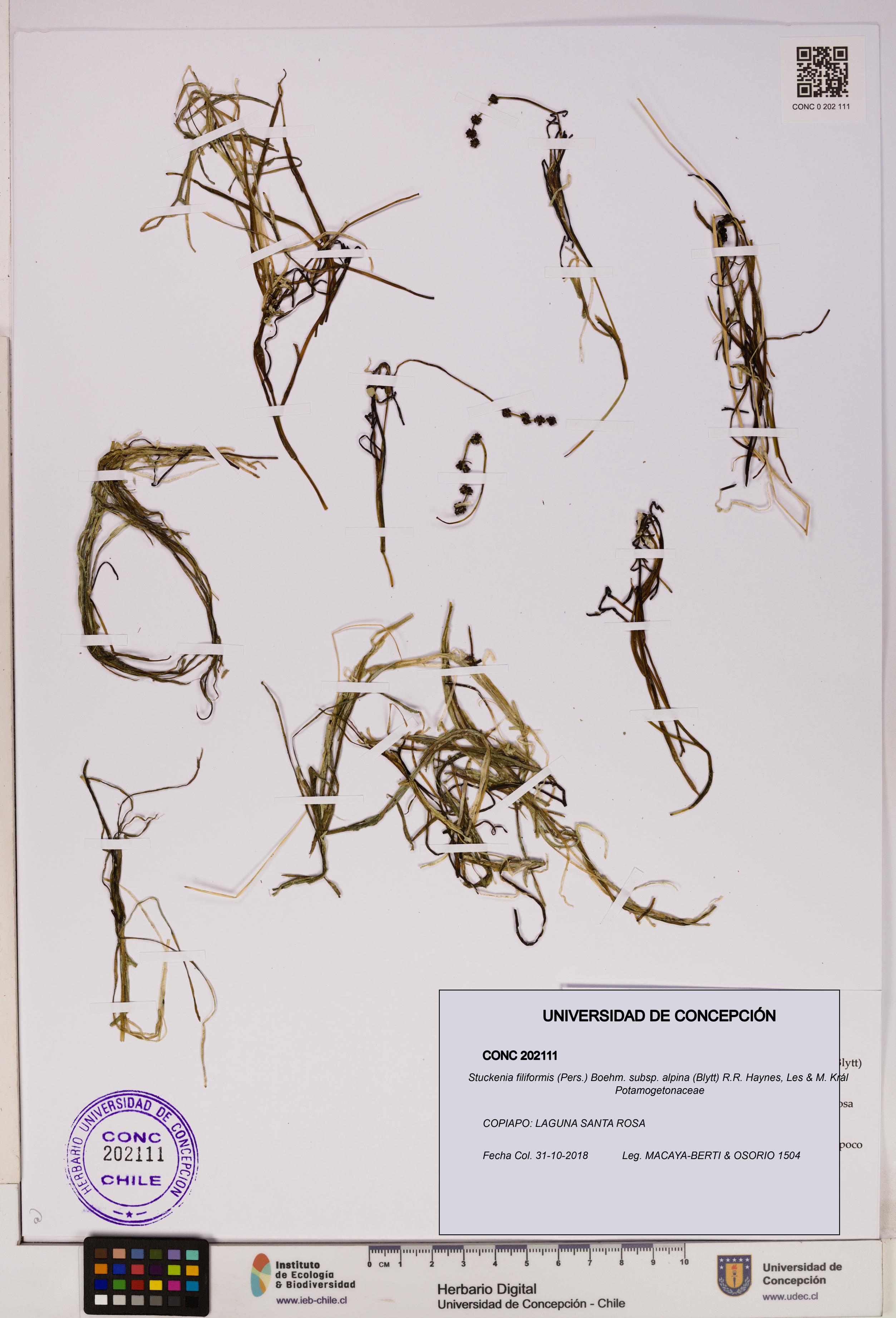 Stuckenia filiformis subsp. alpina [Espécimen: UDEC:CONC:0202111]