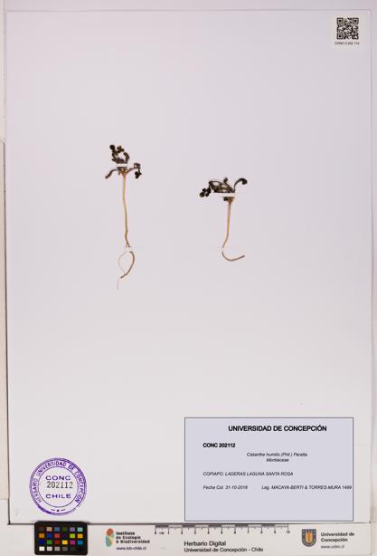 Cistanthe humilis [Espécimen: UDEC:CONC:0202112]