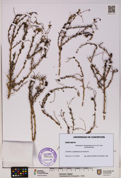 Heliotropium chenopodiaceum [Espécimen: UDEC:CONC:0202115]