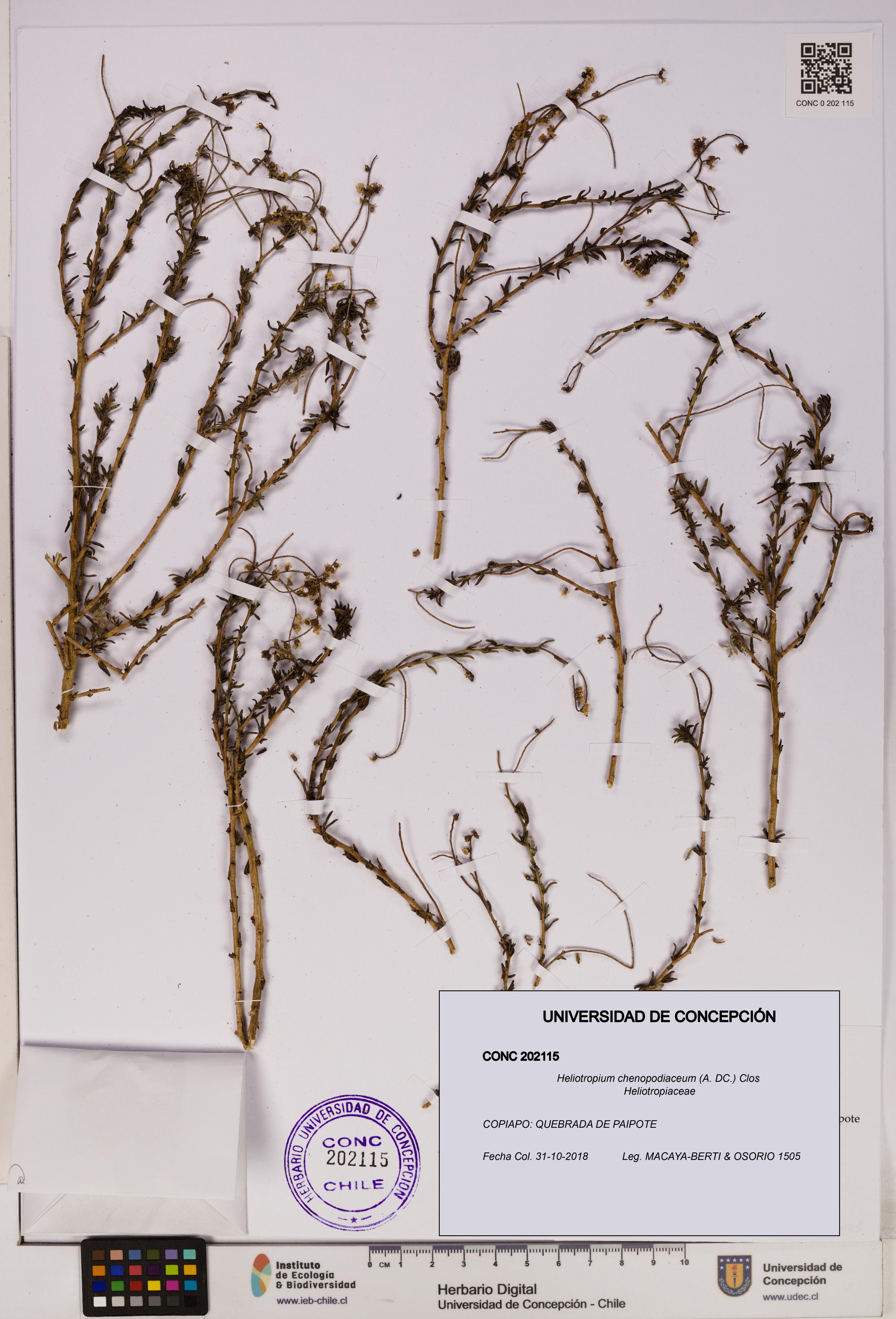 Heliotropium chenopodiaceum [Espécimen: UDEC:CONC:0202115]