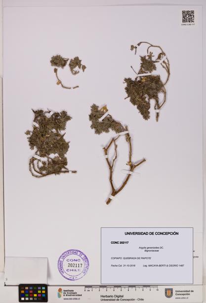 Argylia geranioides [Espécimen: UDEC:CONC:0202117]