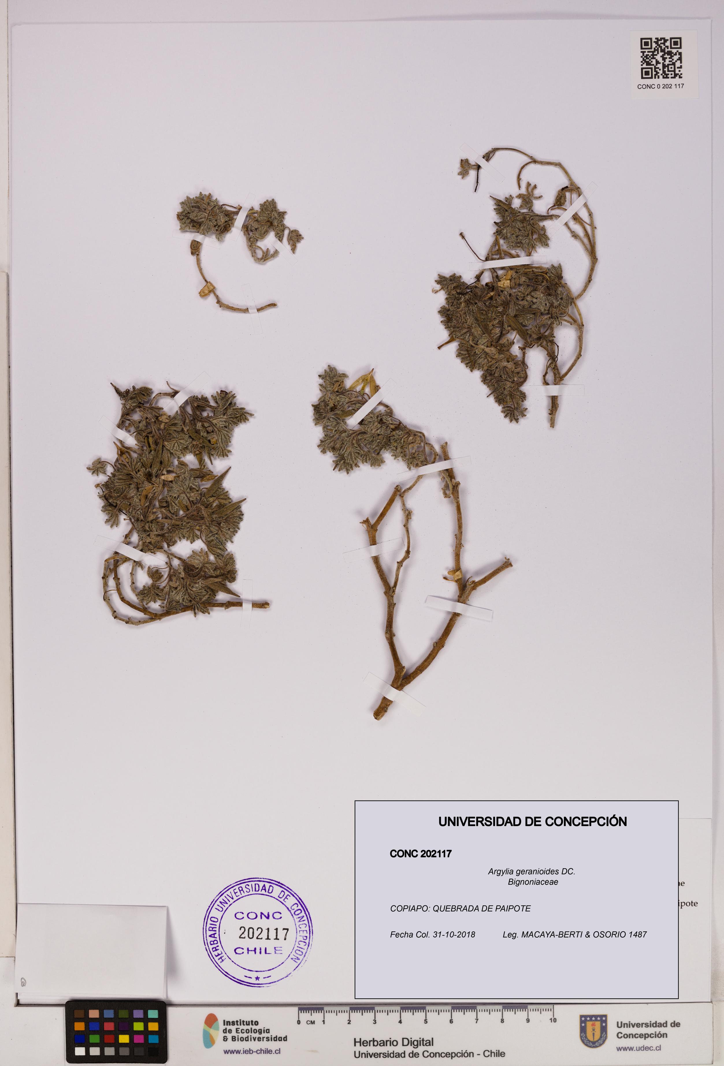 Argylia geranioides [Espécimen: UDEC:CONC:0202117]