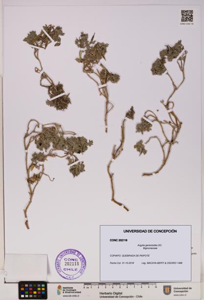 Argylia geranioides [Espécimen: UDEC:CONC:0202118]
