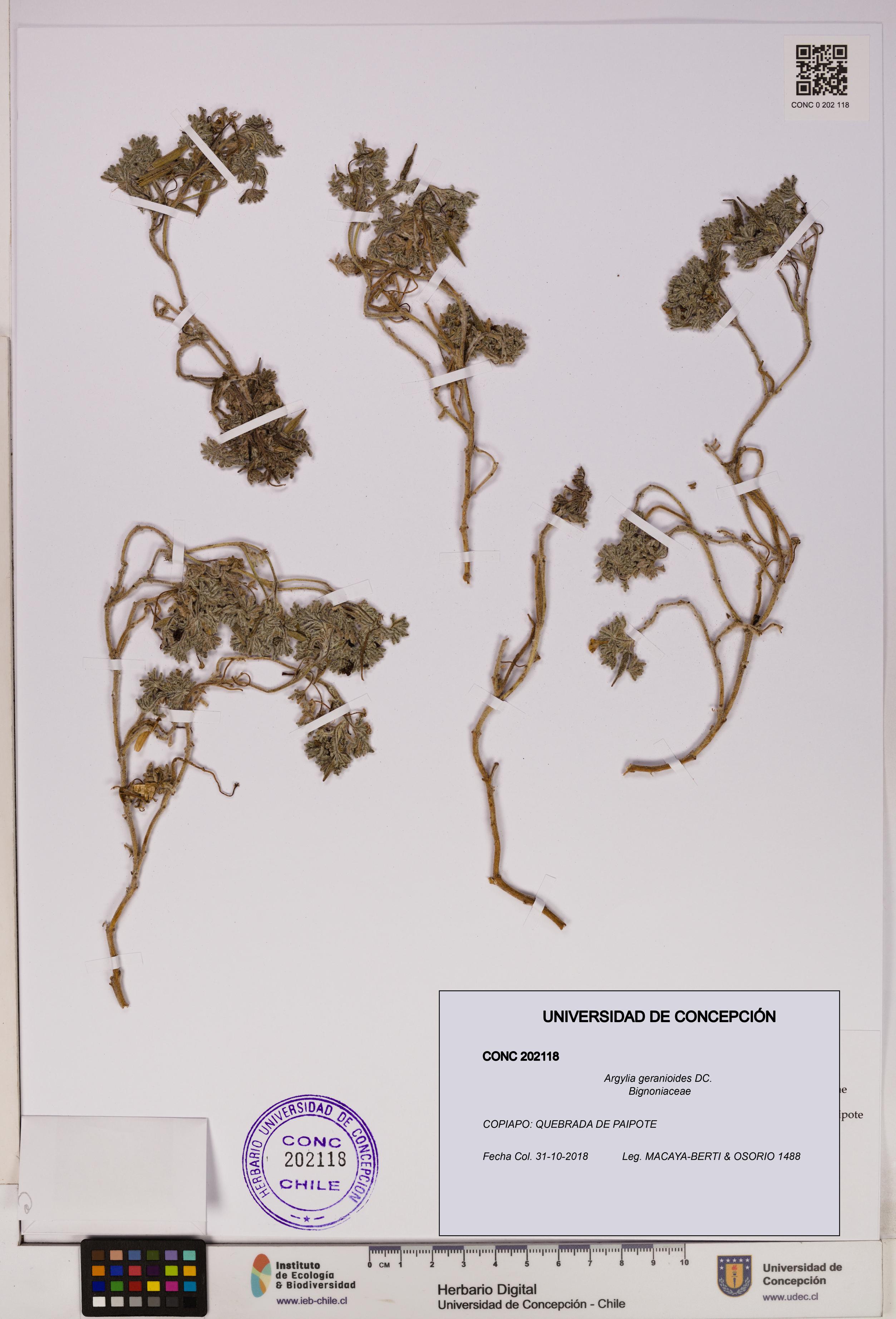 Argylia geranioides [Espécimen: UDEC:CONC:0202118]