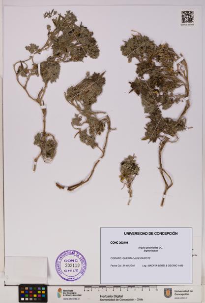 Argylia geranioides [Espécimen: UDEC:CONC:0202119]