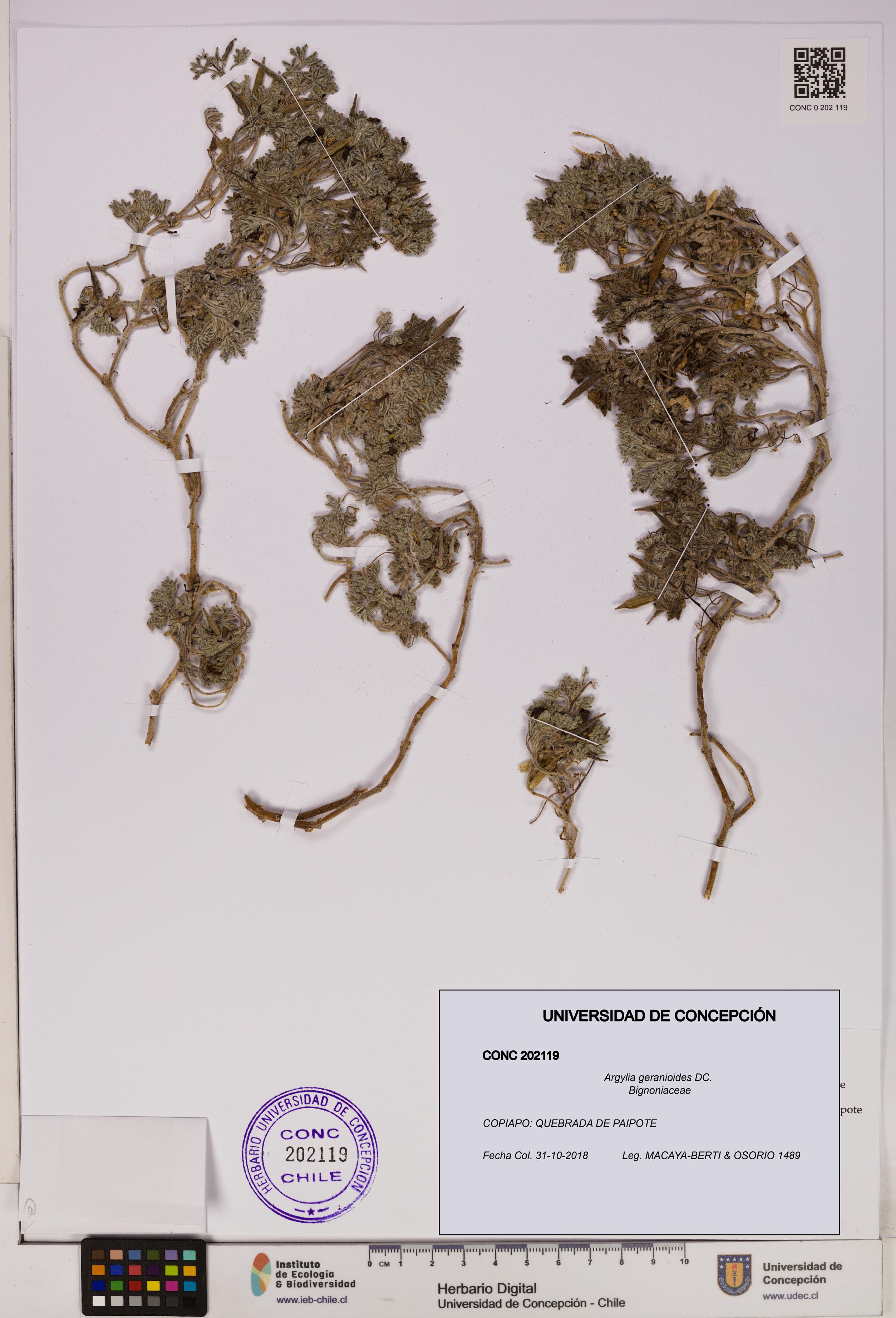 Argylia geranioides [Espécimen: UDEC:CONC:0202119]