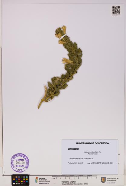 Malesherbia densiflora [Espécimen: UDEC:CONC:0202120]