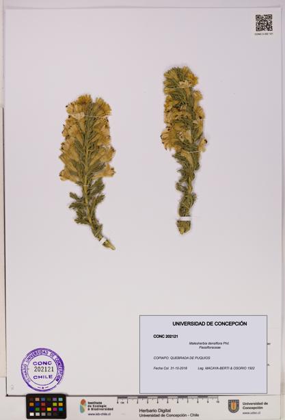 Malesherbia densiflora [Espécimen: UDEC:CONC:0202121]
