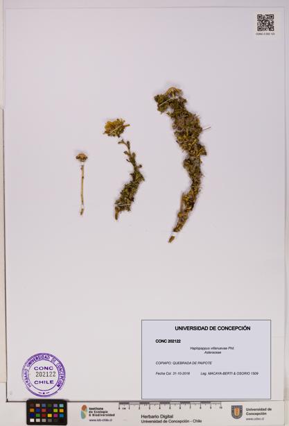 Haplopappus villanuevae [Espécimen: UDEC:CONC:0202122]