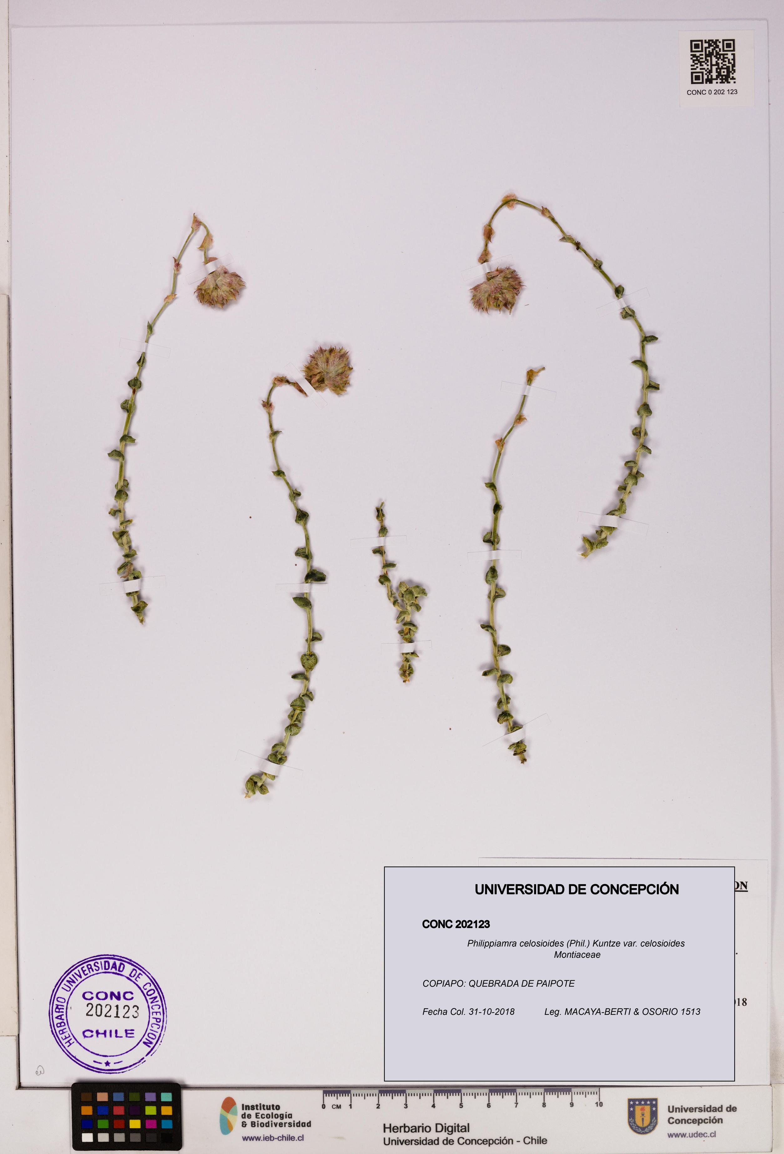 Philippiamra celosioides [Espécimen: ]