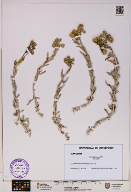 Senecio leucus [Espécimen: UDEC:CONC:0202124]