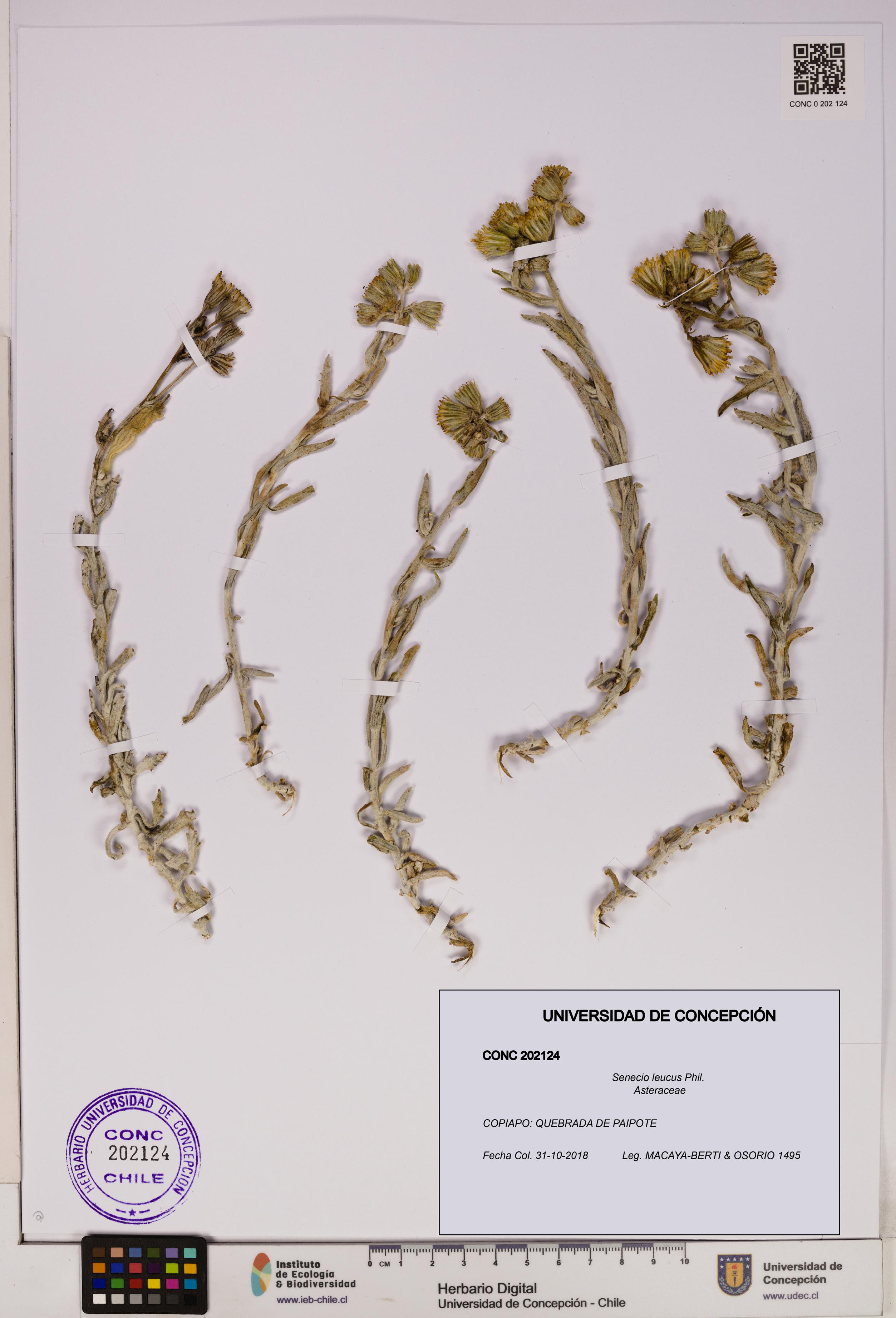 Senecio leucus [Espécimen: UDEC:CONC:0202124]