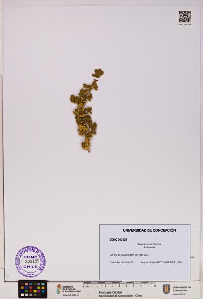 Senecio hirtus [Espécimen: UDEC:CONC:0202125]
