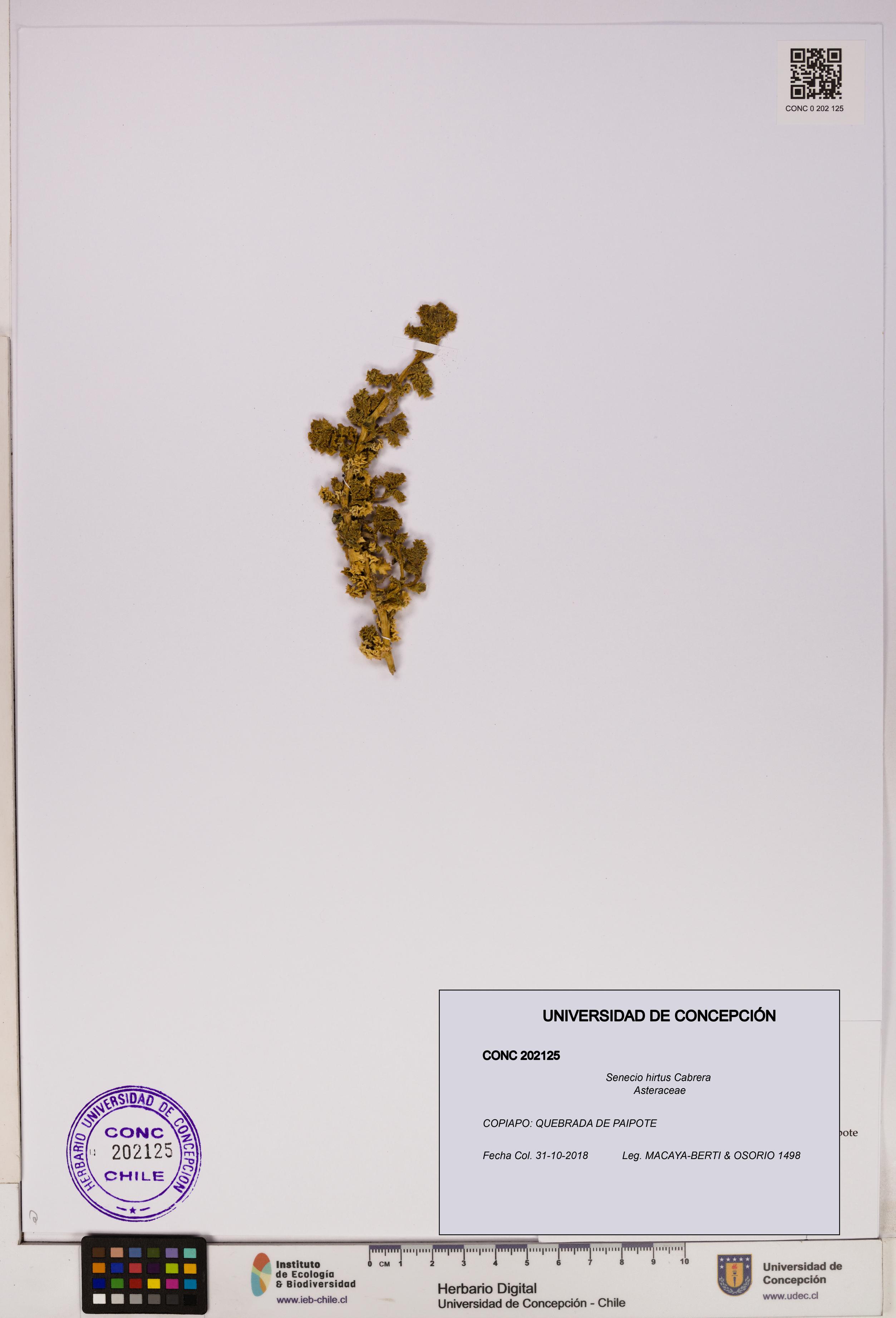 Senecio hirtus [Espécimen: UDEC:CONC:0202125]