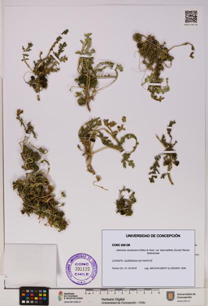 Jaborosa caulescens var. bipinnatifida [Espécimen: UDEC:CONC:0202126]