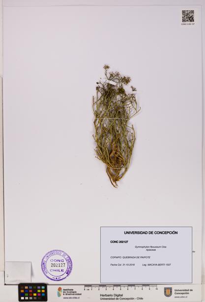 Gymnophyton flexuosum [Espécimen: UDEC:CONC:0202127]