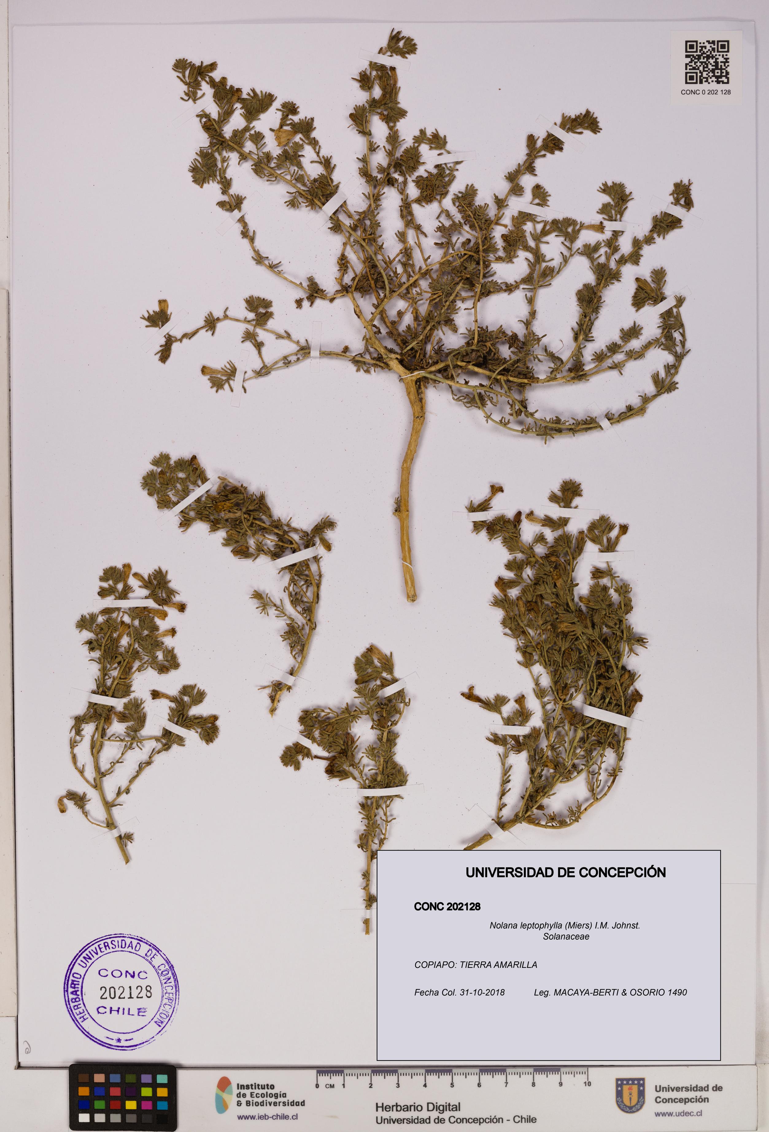 Nolana leptophylla [Espécimen: UDEC:CONC:0202128]