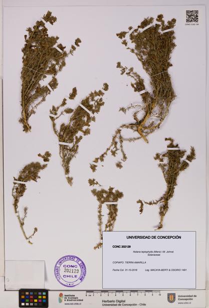 Nolana leptophylla [Espécimen: UDEC:CONC:0202129]