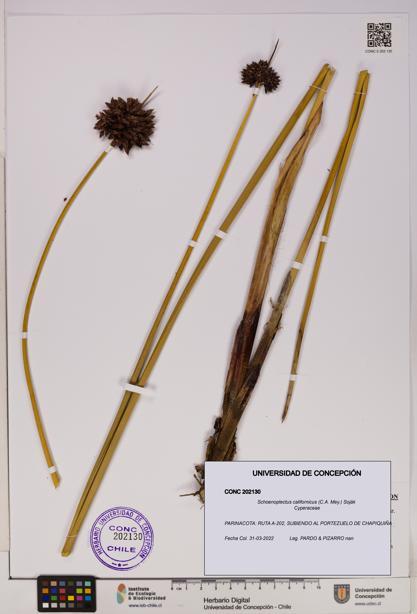 Schoenoplectus californicus [Espécimen: UDEC:CONC:0202130]