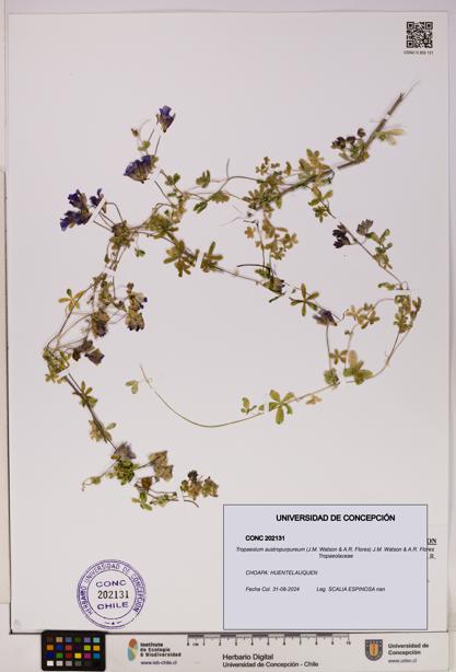 Tropaeolum austropurpureum [Espécimen: UDEC:CONC:0202131]