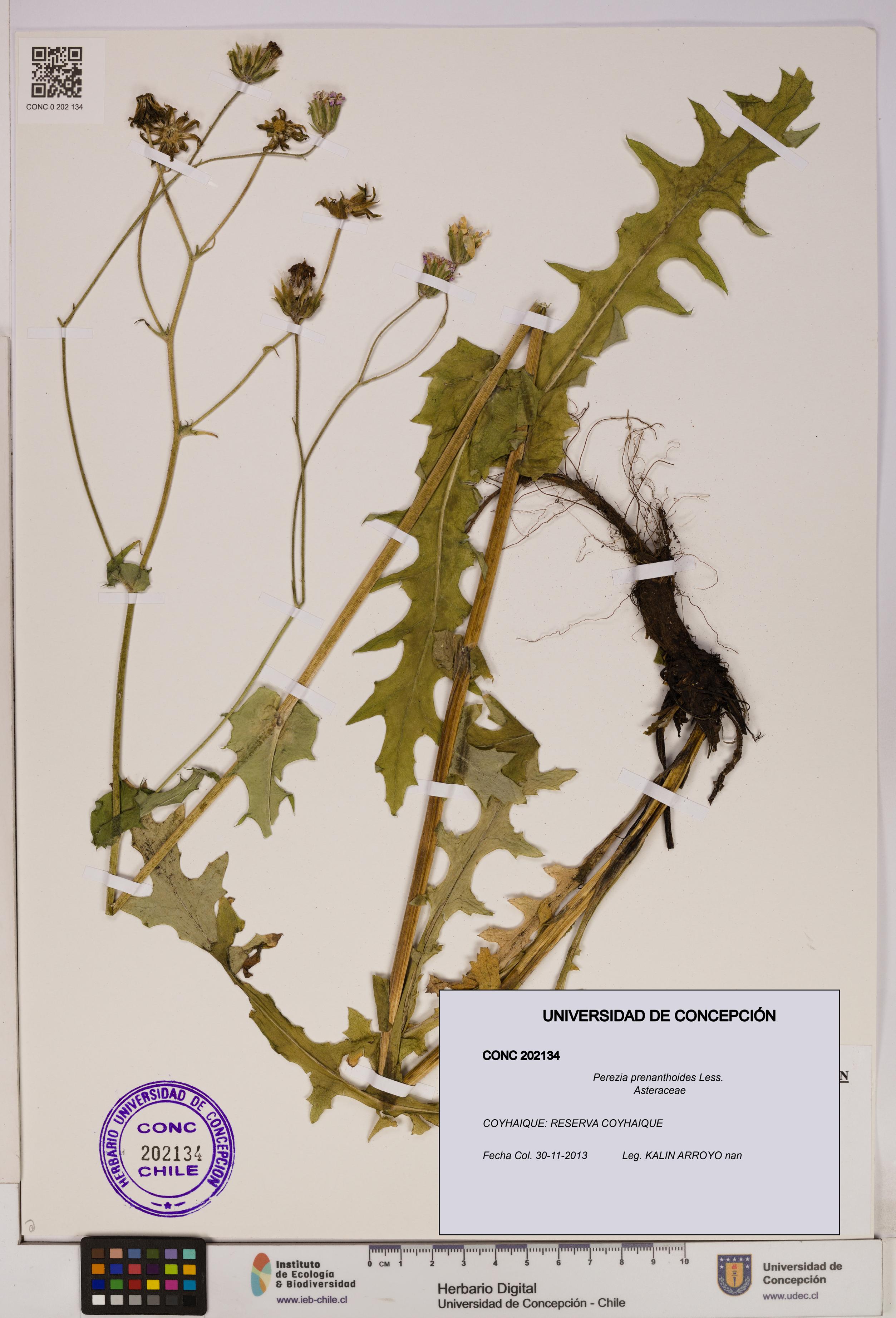 Perezia prenanthoides [Espécimen: UDEC:CONC:0202134]