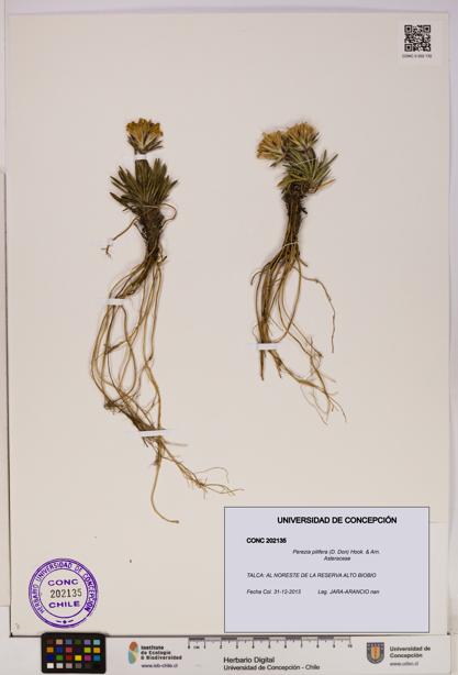 Perezia pilifera [Espécimen: UDEC:CONC:0202135]