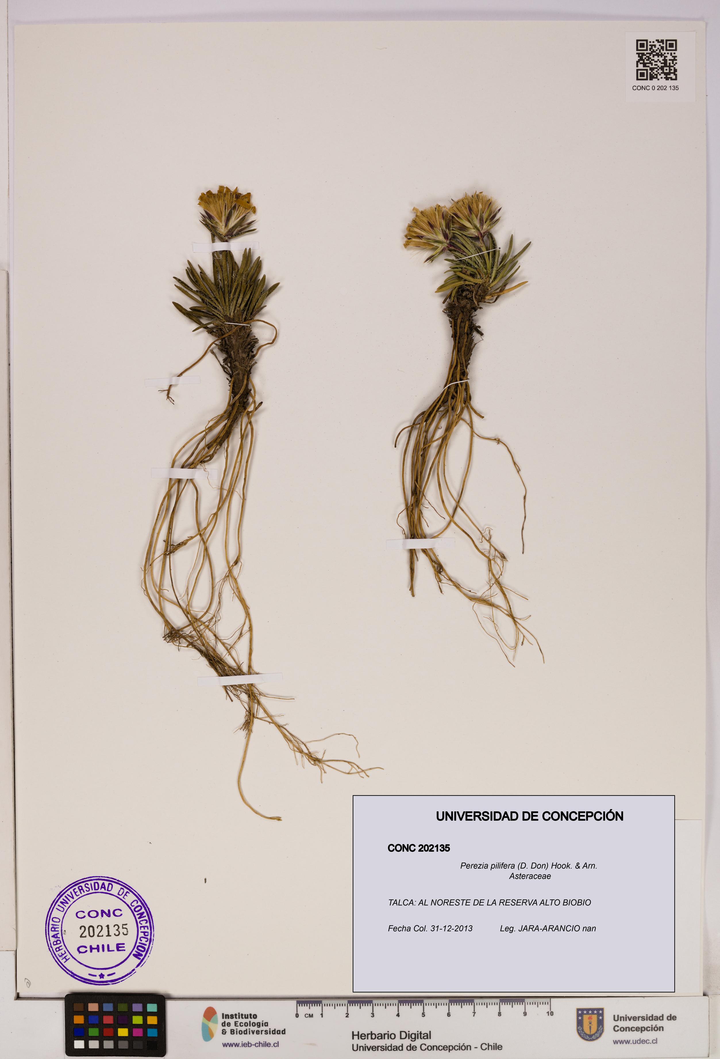 Perezia pilifera [Espécimen: UDEC:CONC:0202135]
