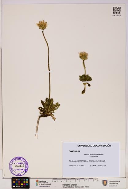 Perezia pedicularidifolia [Espécimen: UDEC:CONC:0202136]