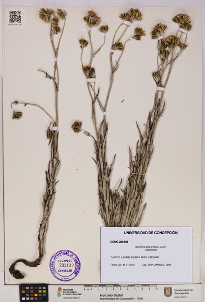 Leucheria gilliesii [Espécimen: UDEC:CONC:0202139]