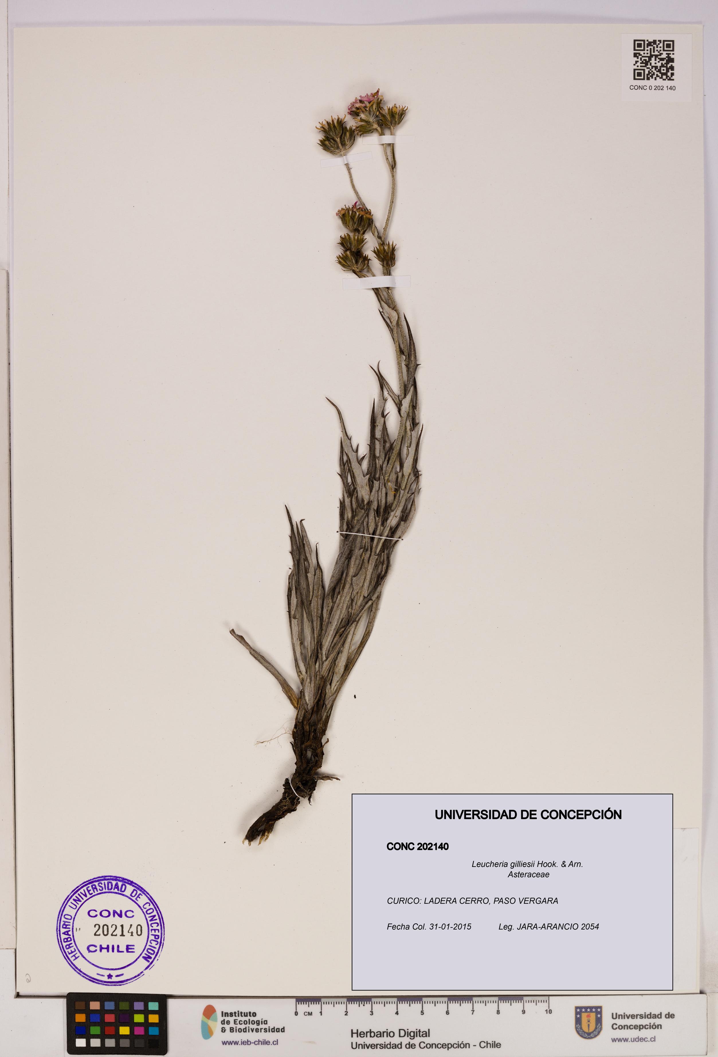 Leucheria gilliesii [Espécimen: UDEC:CONC:0202140]