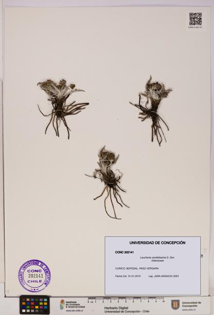 Leucheria candidissima [Espécimen: UDEC:CONC:0202141]