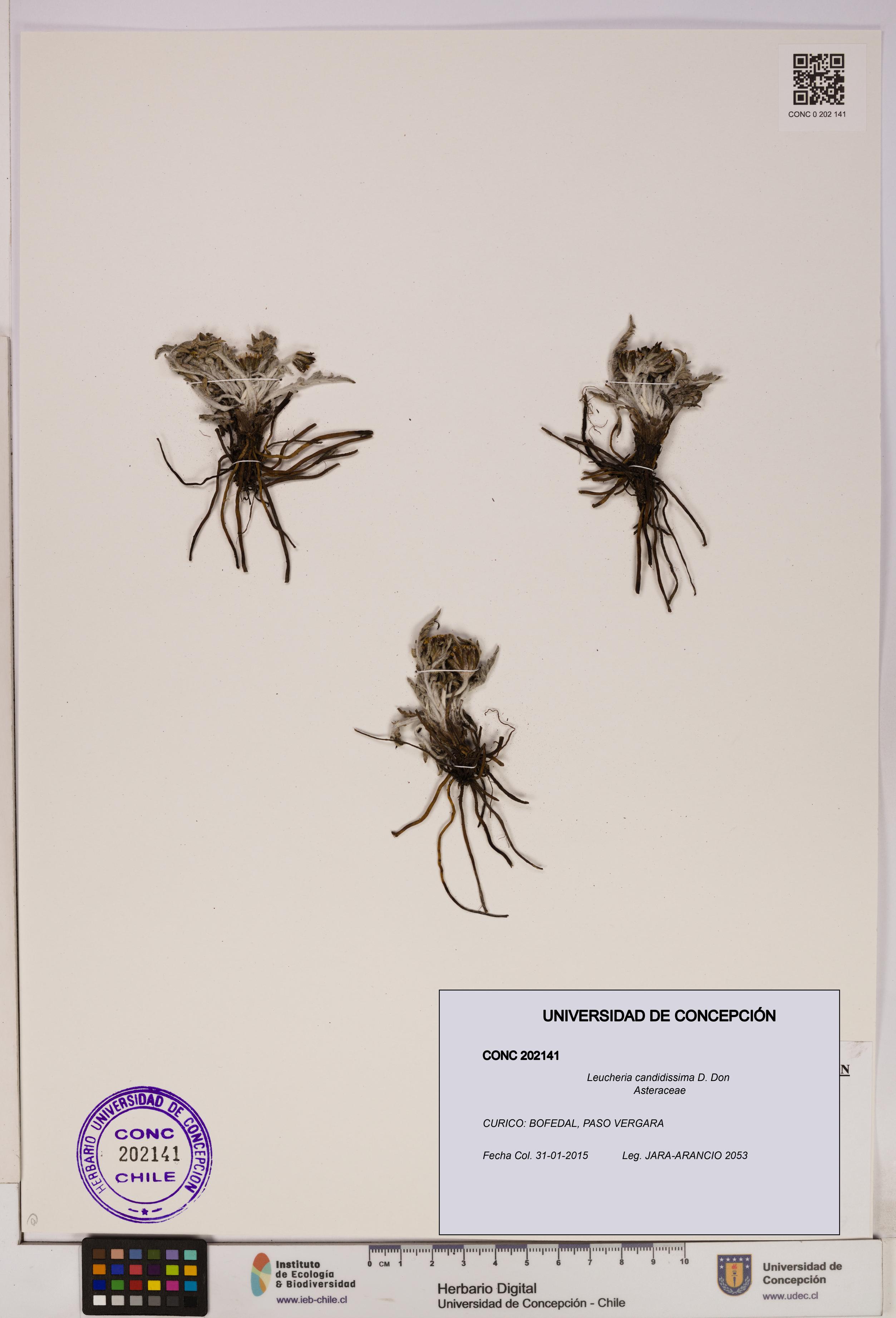 Leucheria candidissima [Espécimen: UDEC:CONC:0202141]