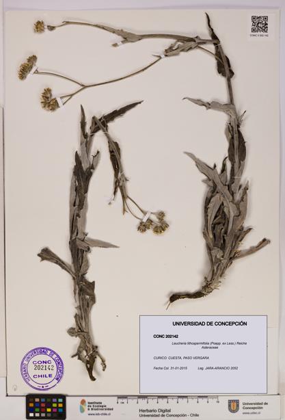 Leucheria lithospermifolia [Espécimen: UDEC:CONC:0202142]