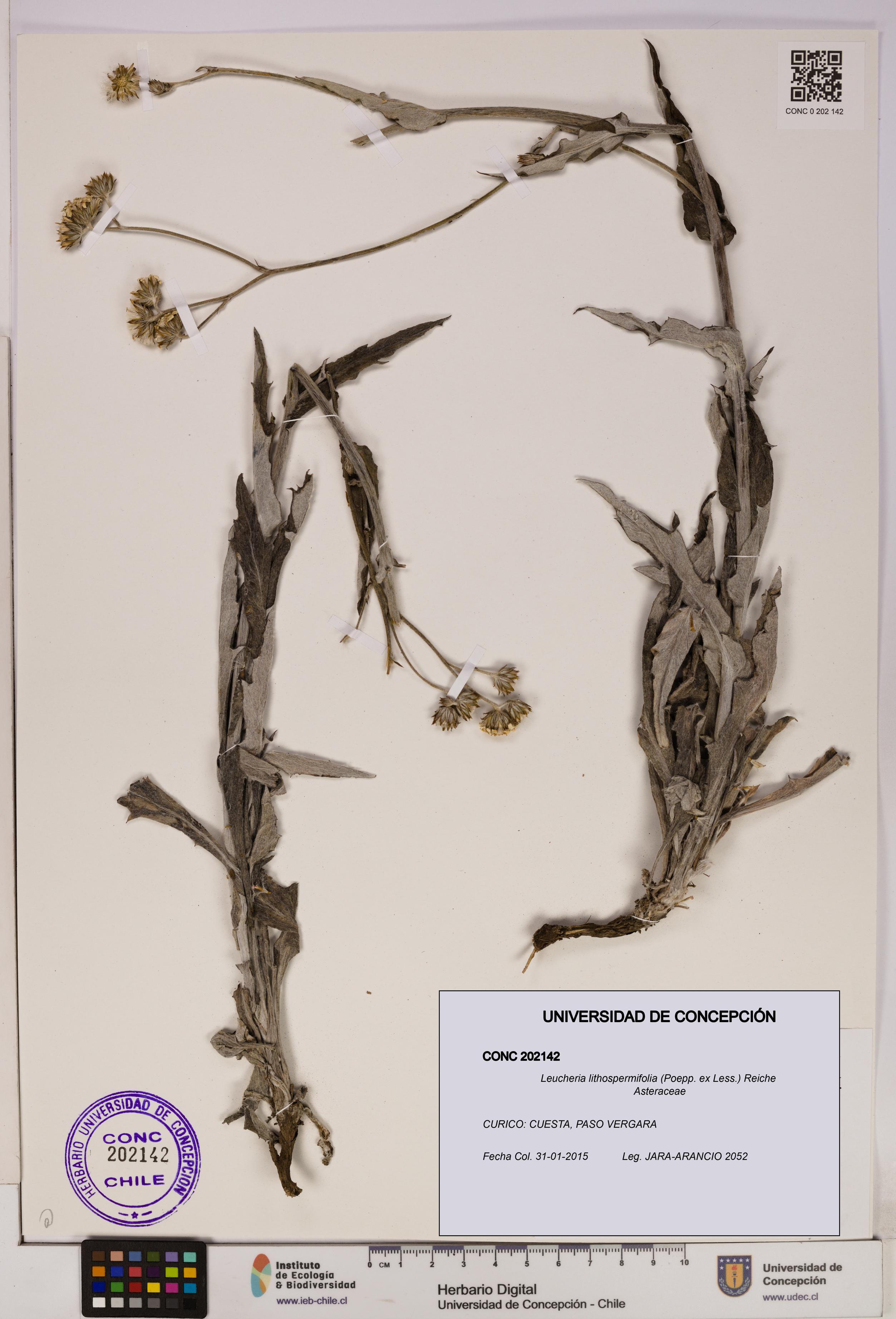 Leucheria lithospermifolia [Espécimen: UDEC:CONC:0202142]