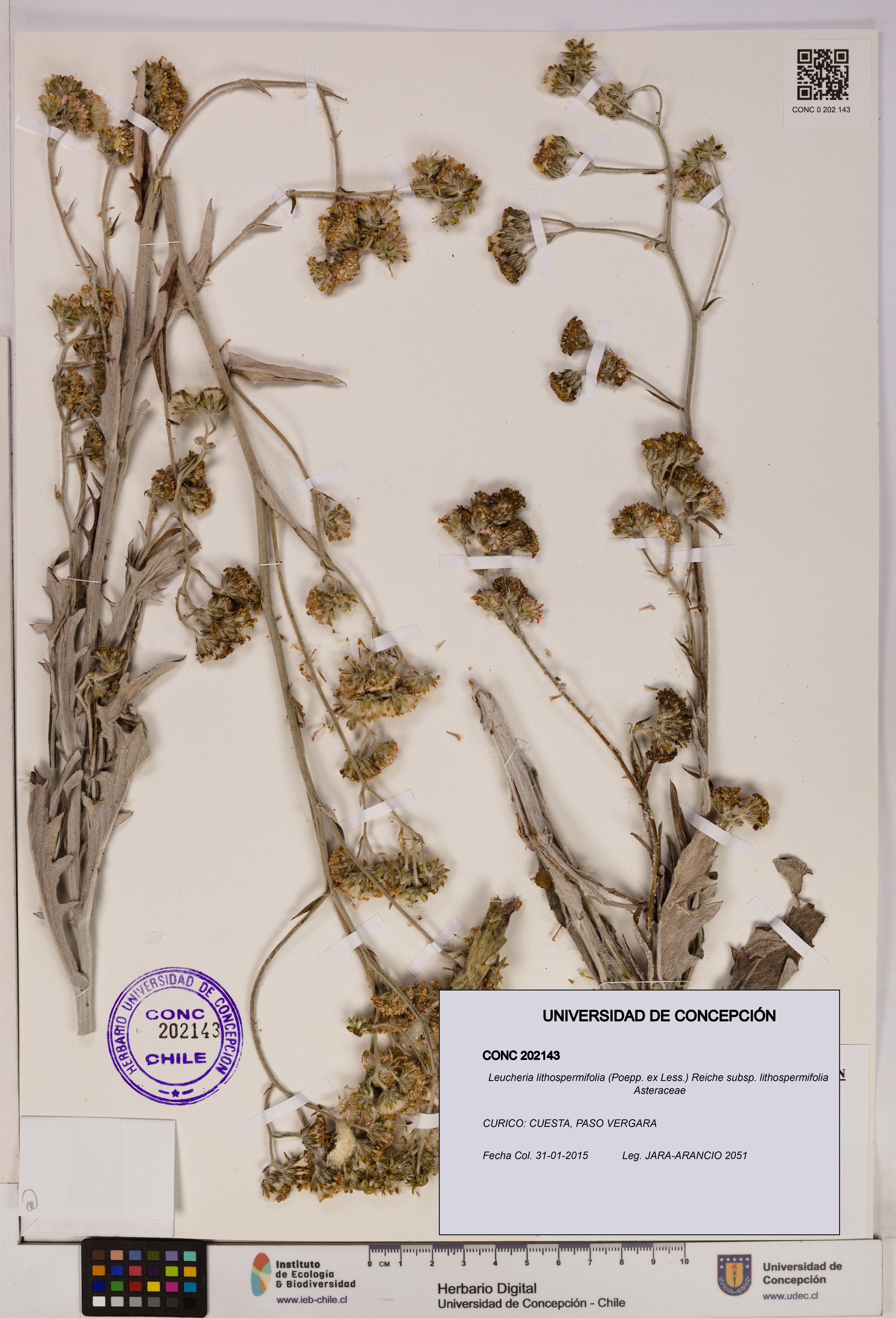 Leucheria lithospermifolia subsp. lithospermifolia [Espécimen: UDEC:CONC:0202143]