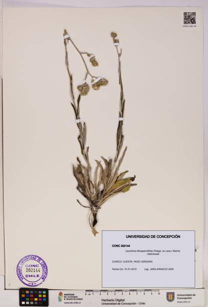 Leucheria lithospermifolia [Espécimen: UDEC:CONC:0202144]