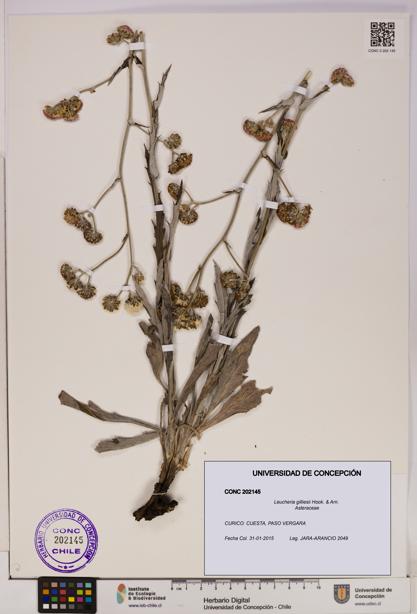 Leucheria gilliesii [Espécimen: UDEC:CONC:0202145]