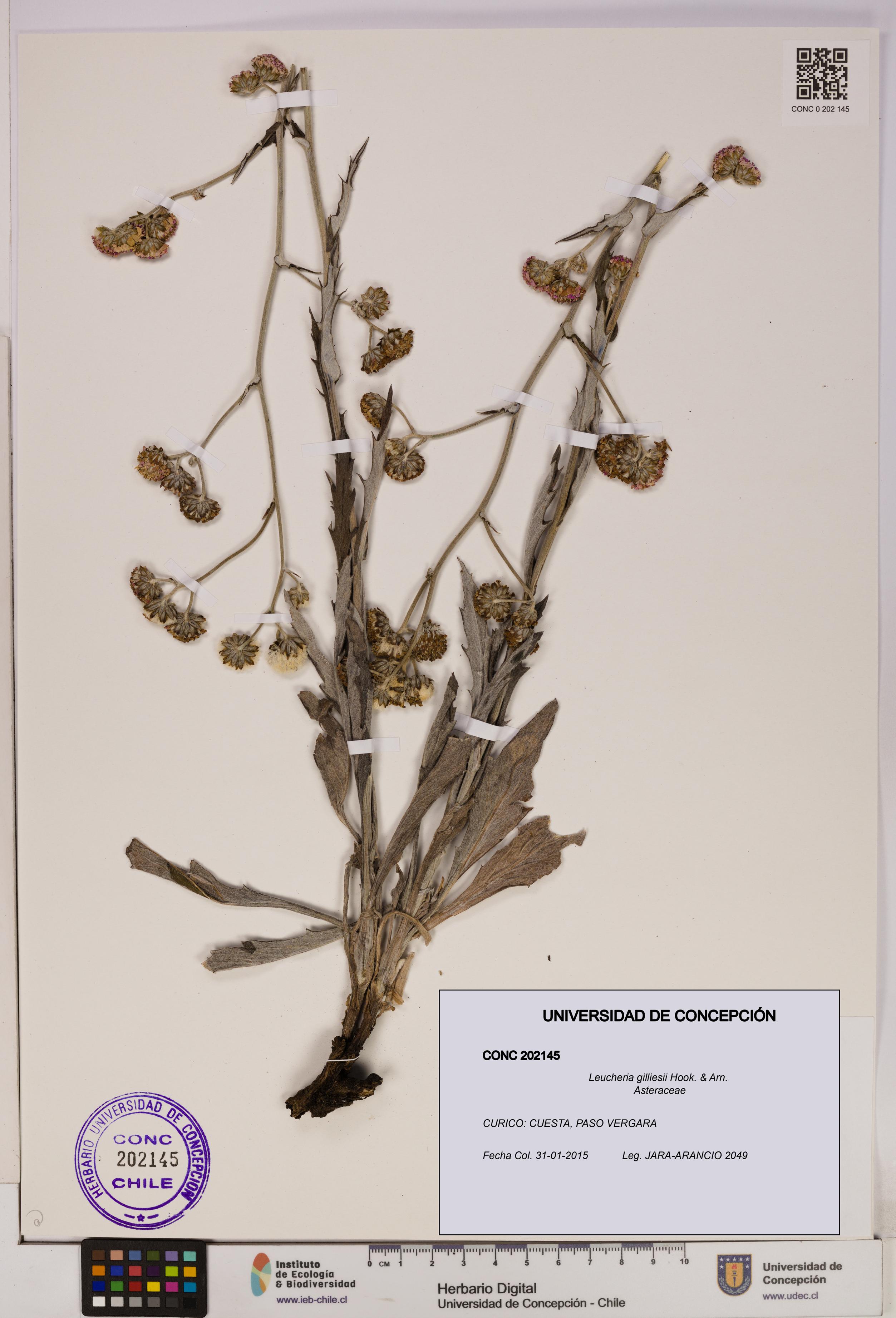 Leucheria gilliesii [Espécimen: UDEC:CONC:0202145]