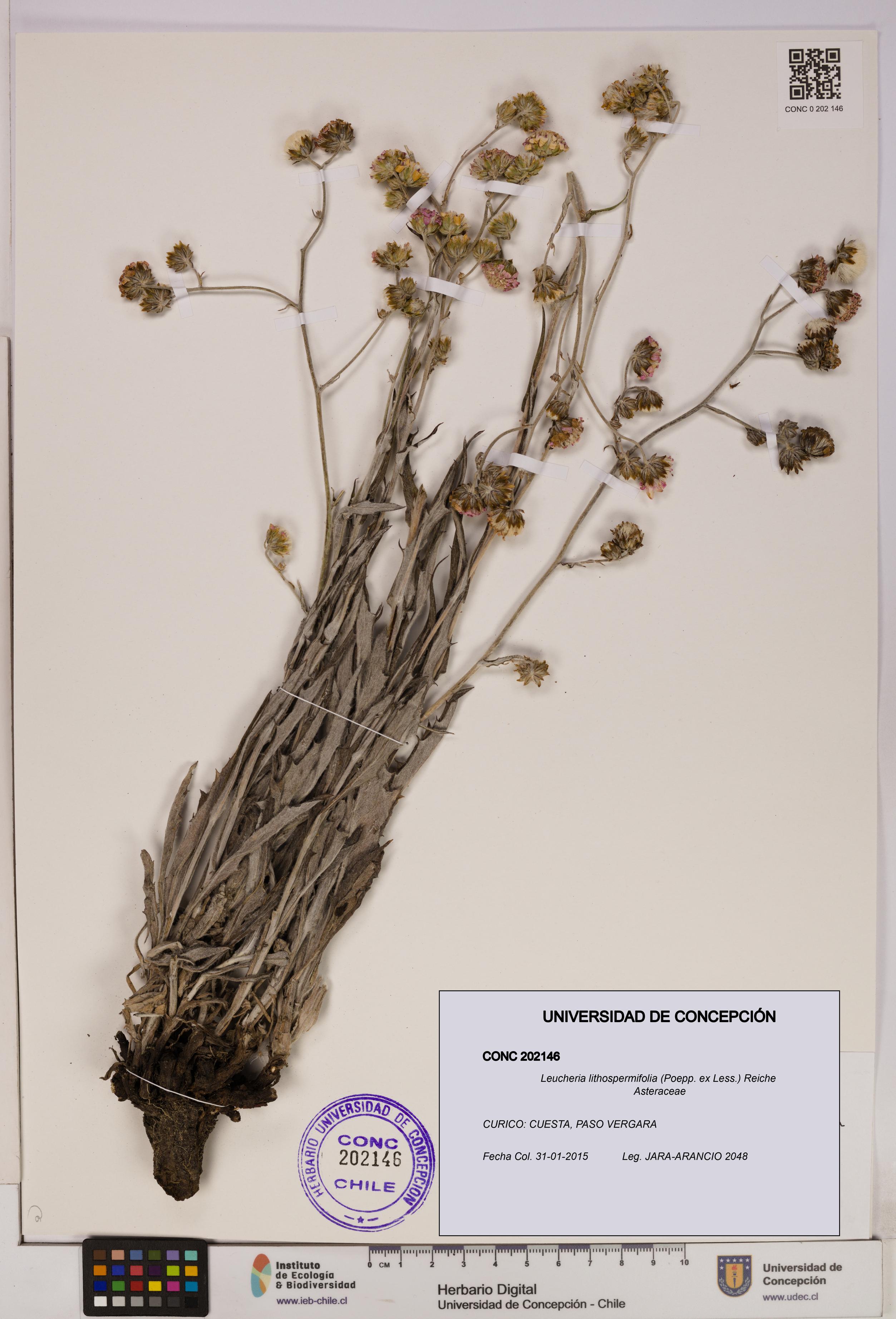 Leucheria lithospermifolia [Espécimen: UDEC:CONC:0202146]