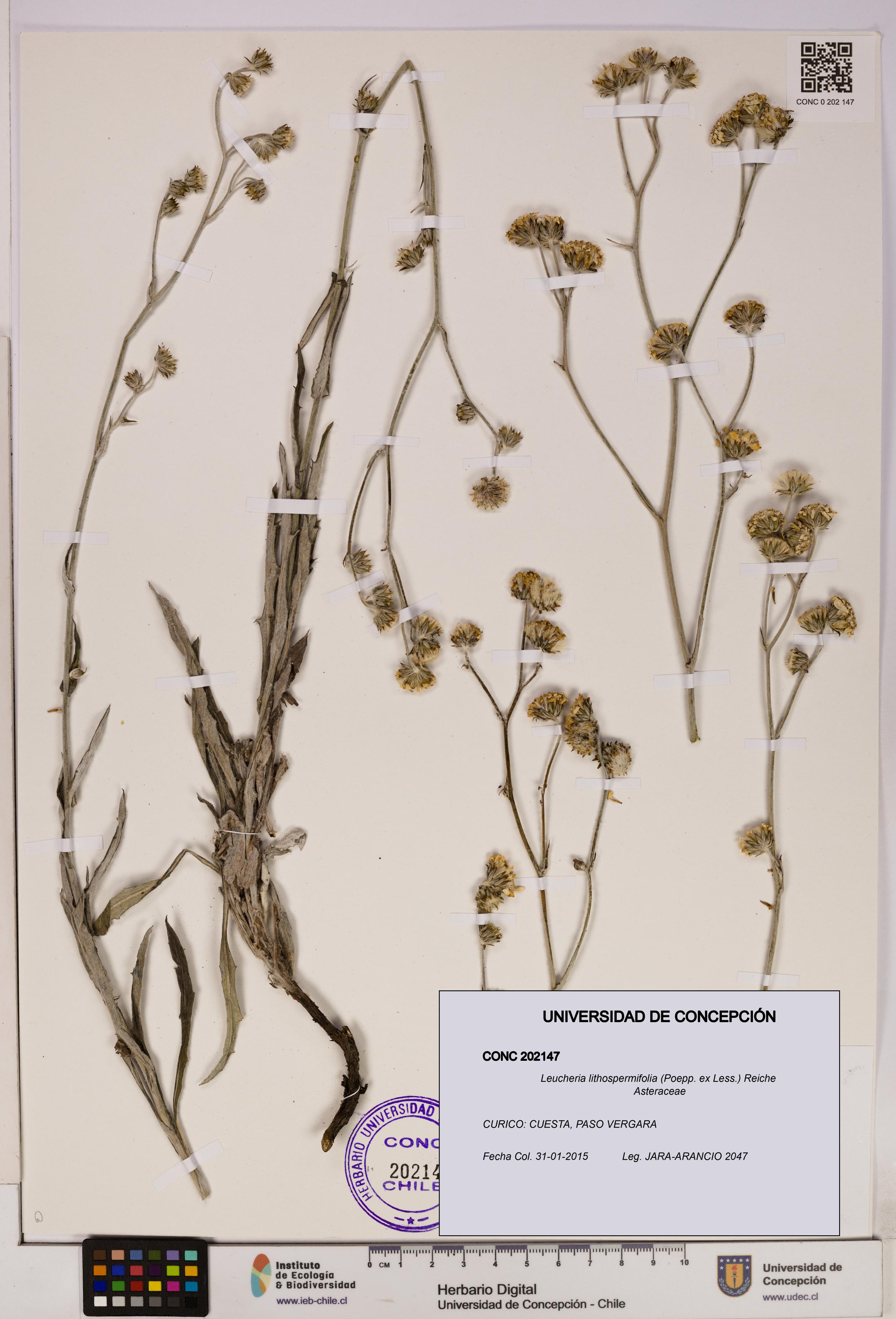 Leucheria lithospermifolia [Espécimen: UDEC:CONC:0202147]