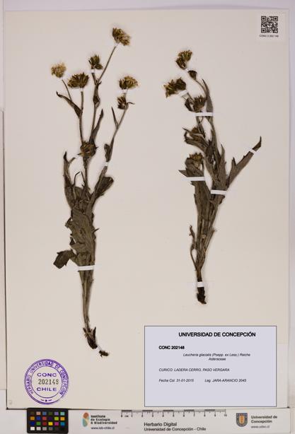 Leucheria glacialis [Espécimen: UDEC:CONC:0202148]
