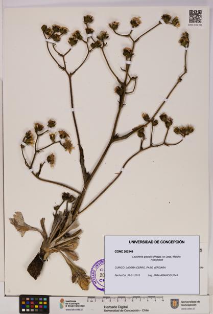 Leucheria glacialis [Espécimen: UDEC:CONC:0202149]