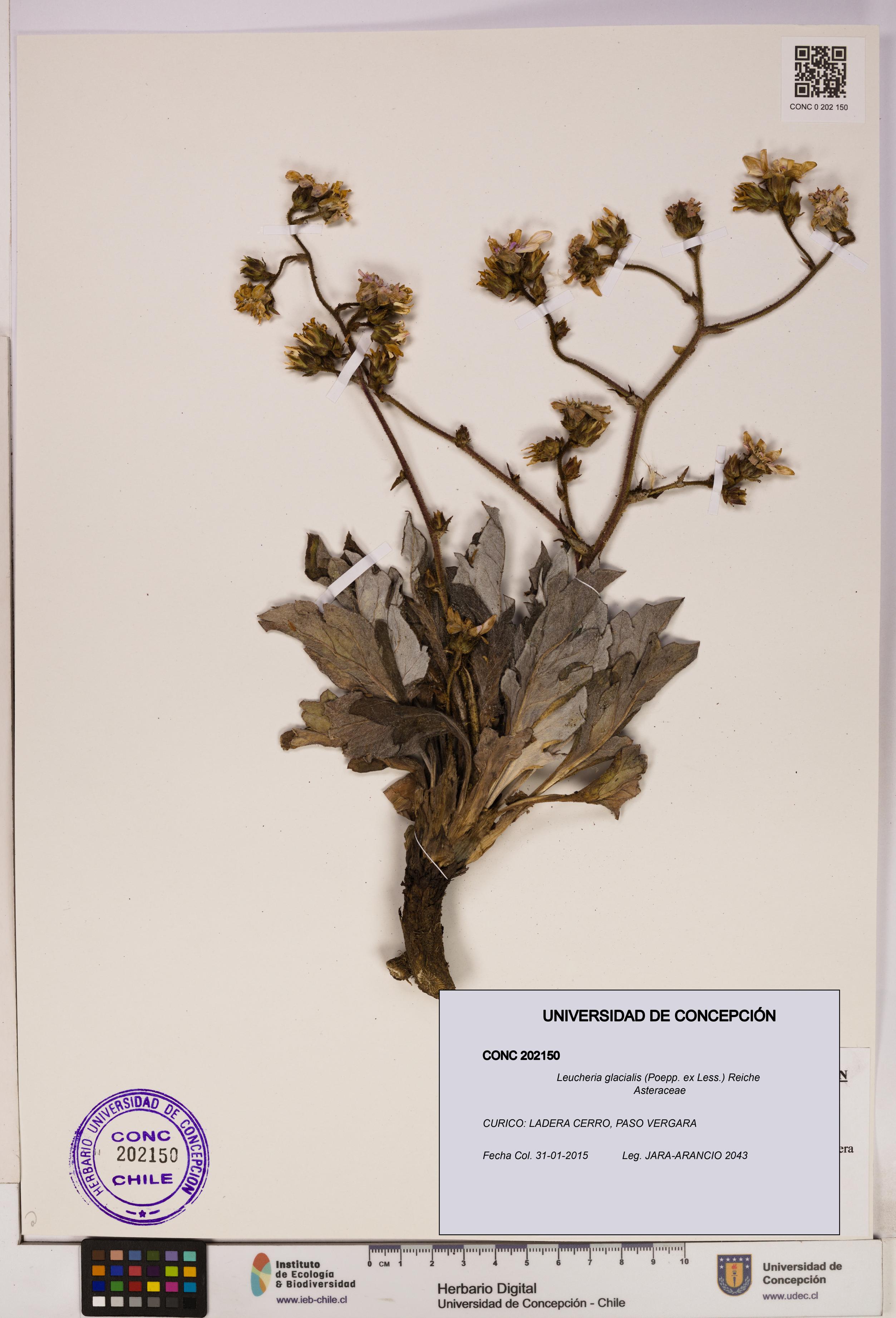 Leucheria glacialis [Espécimen: UDEC:CONC:0202150]