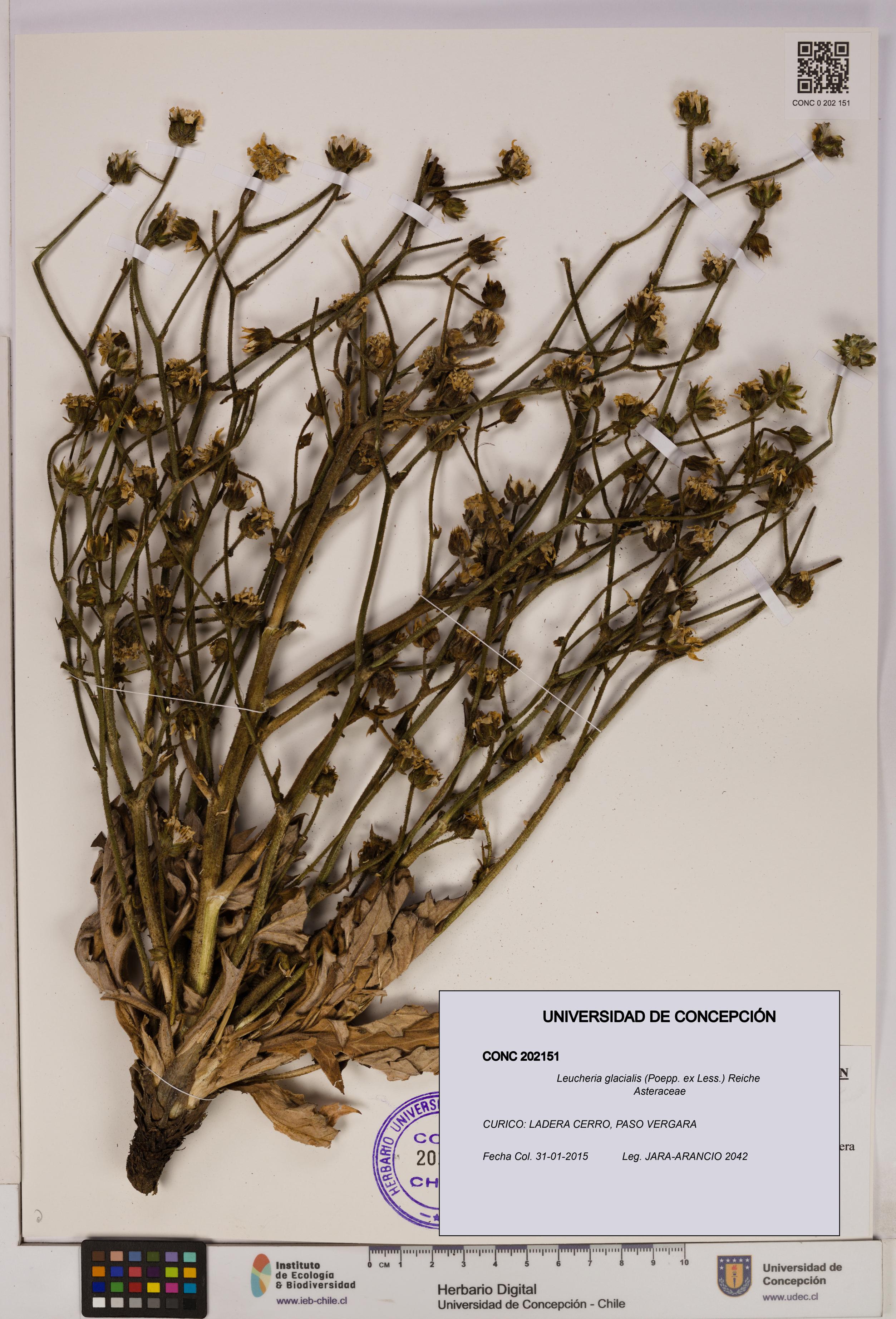 Leucheria glacialis [Espécimen: UDEC:CONC:0202151]